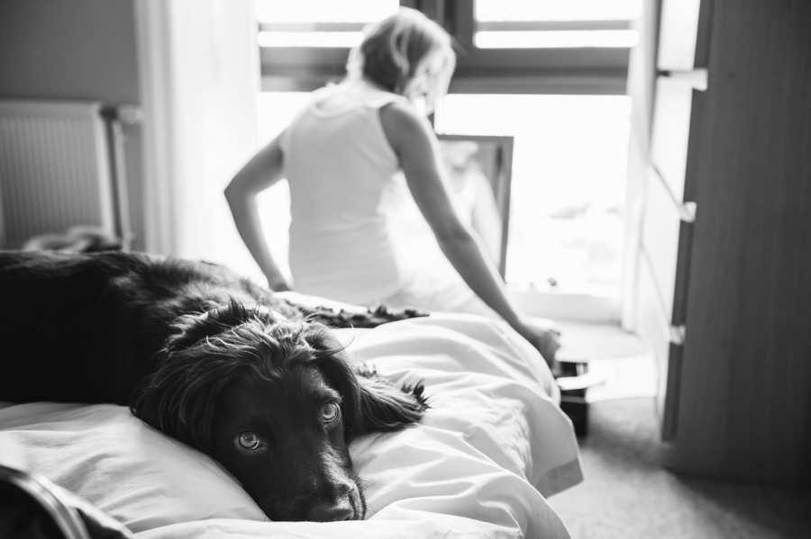 Henry the cocker spaniel having his photo taken as the bride gets ready
