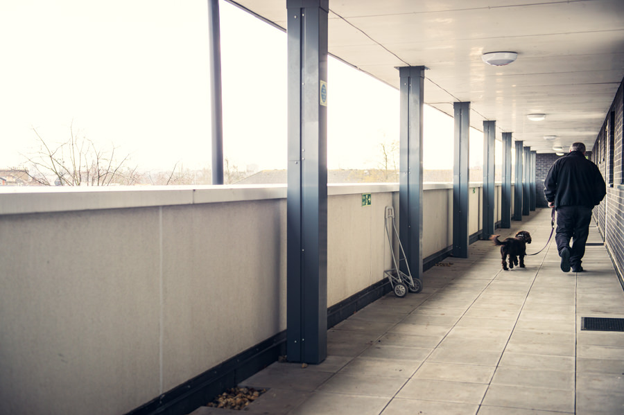 henry the dog going for a walk
